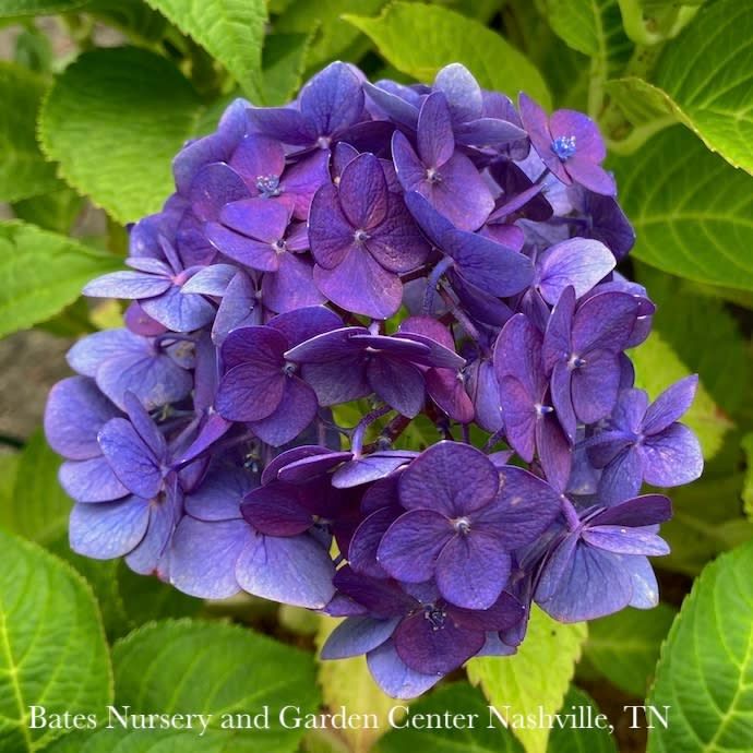 #2 Hydrangea mac Endless Summer 'Summer Crush'/ Bigleaf Repeat