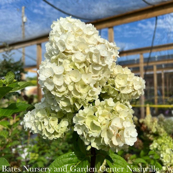 #3 Hydrangea pan Lavalamp &#39;Moonrock&#39;/ White Panicle