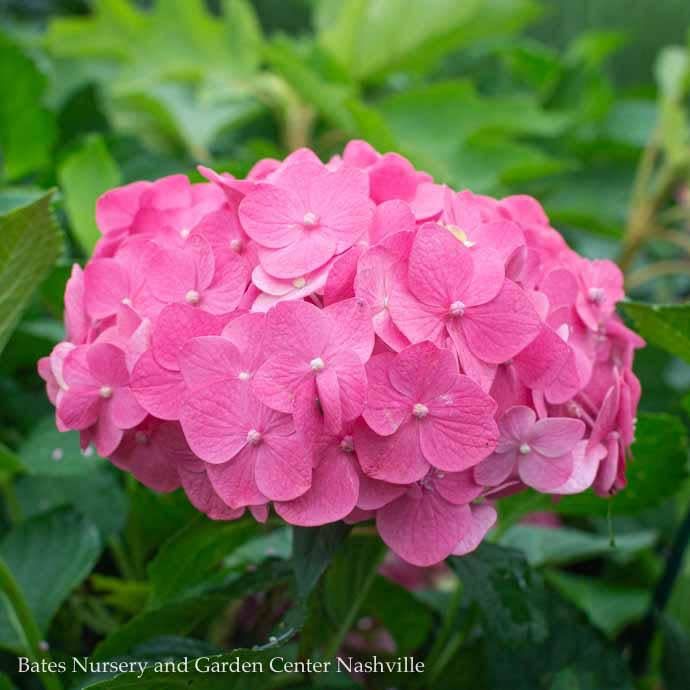 #2 Hydrangea mac Endless Summer 'Summer Crush'/ Bigleaf Repeat