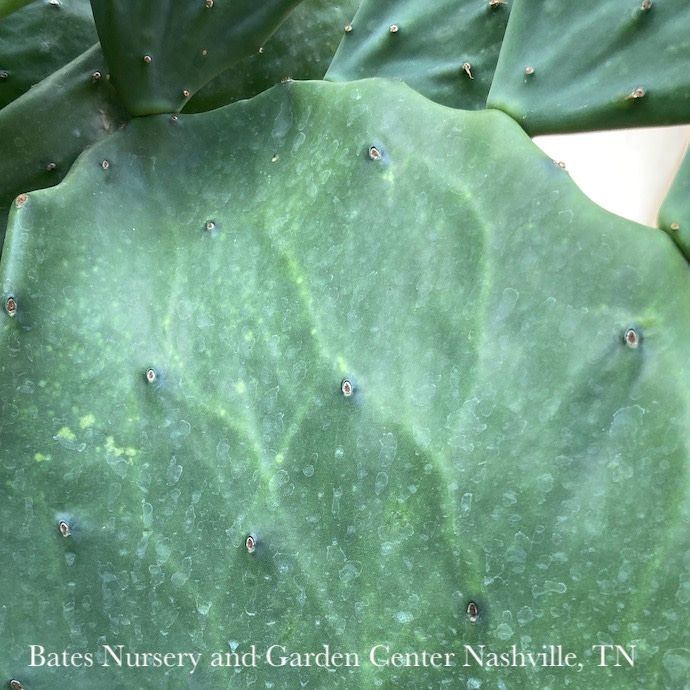 8p! Cactus Opuntia Gomei / Tropical