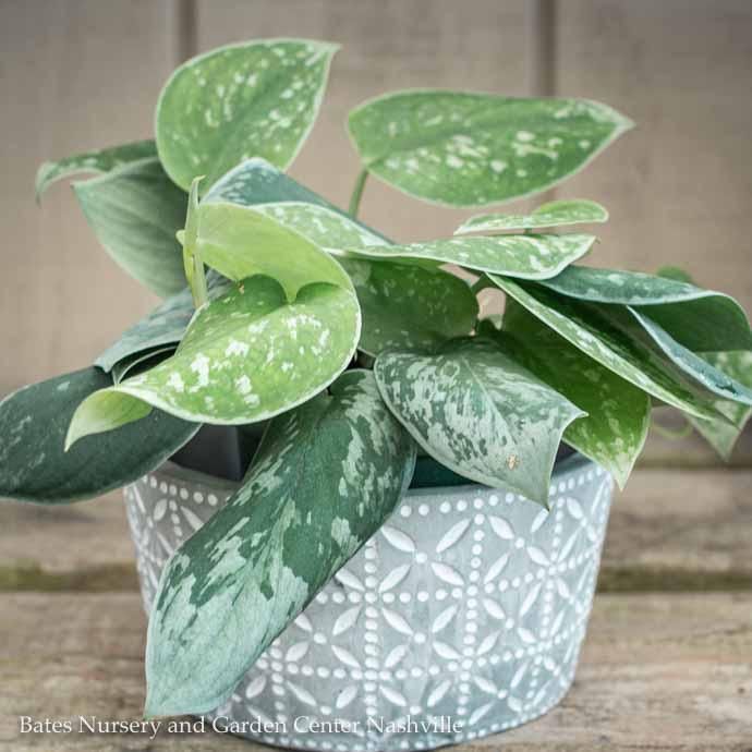 4p! Pothos Satin /Devil&#39;s Ivy /Tropical