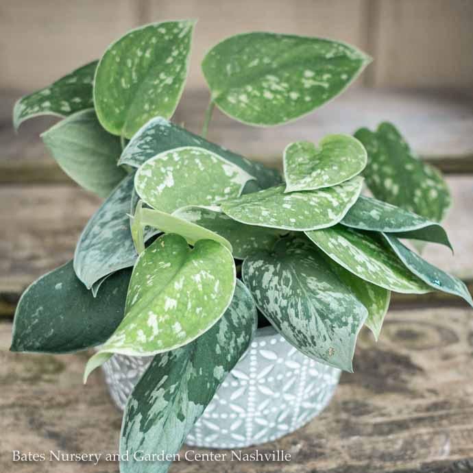 4p! Pothos Satin /Devil&#39;s Ivy /Tropical