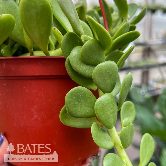 6hb! Keinia /Cascading Jade Hanging Basket Succulent /Tropical