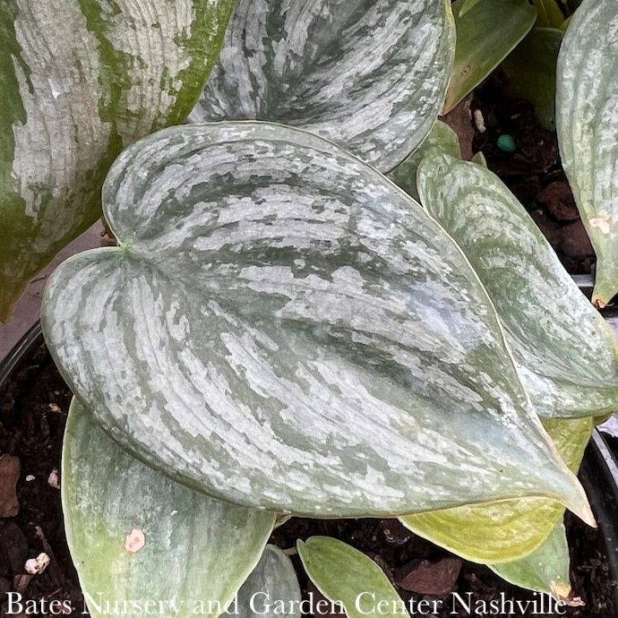 8hb! Philodendron Brandi Hanging Basket /Tropical