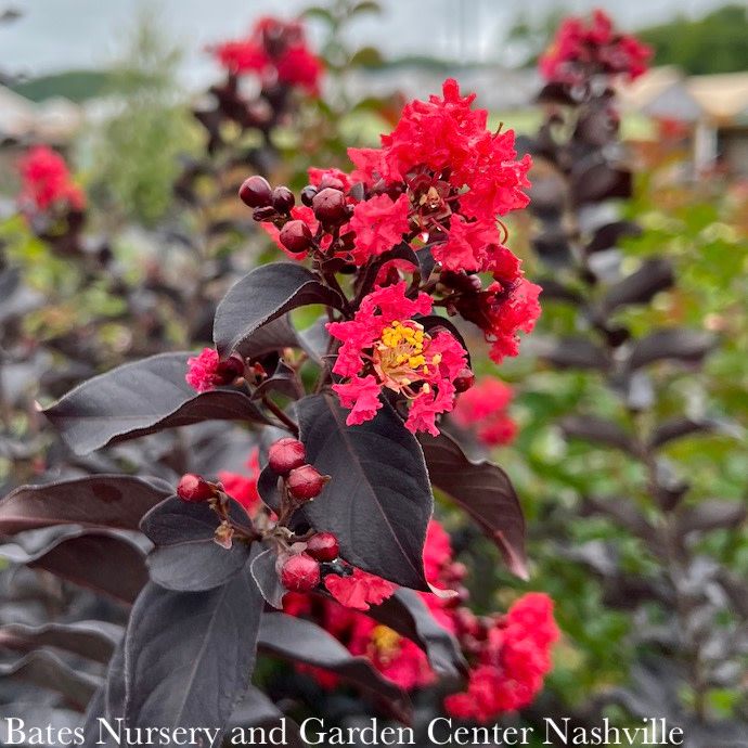 #15 Lagerstroemia x Thunderstruck &#39;Ruby&#39;/ Red with Dark Leaf Crape Myrtle