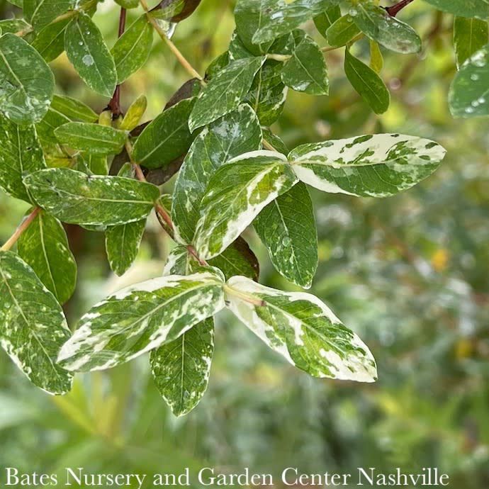 #2 Salix int Hakuro Nishiki/ Variegated Dappled Willow