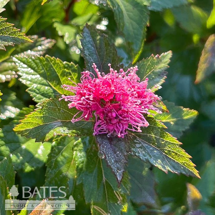 #3 Spiraea japonica Empire &#39;Ice Dragon&#39;/ Blue-green Foliage, Pink Flowers