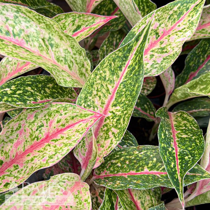 4p! Aglaonema Night Sparkle / Chinese Evergreen /Tropical