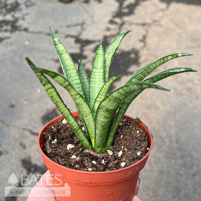 4p! Sansevieria Asian &#39;Lilliput&#39; /Snake Plant /Mother-in-Law Tongue /Tropical