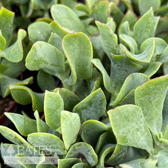 4p! Crassula Jade Curly Succulent /Tropical