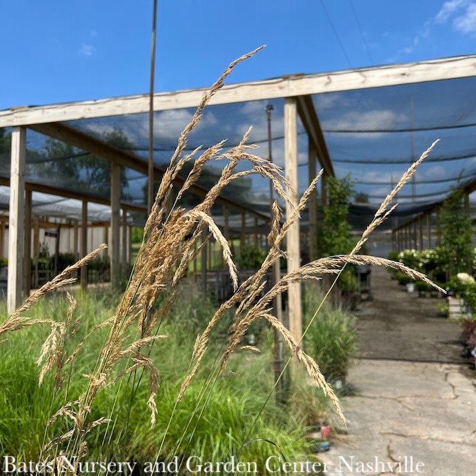 #3 Grass Calamagrostis x acutiflora Karl Foerster/ Feather Reed