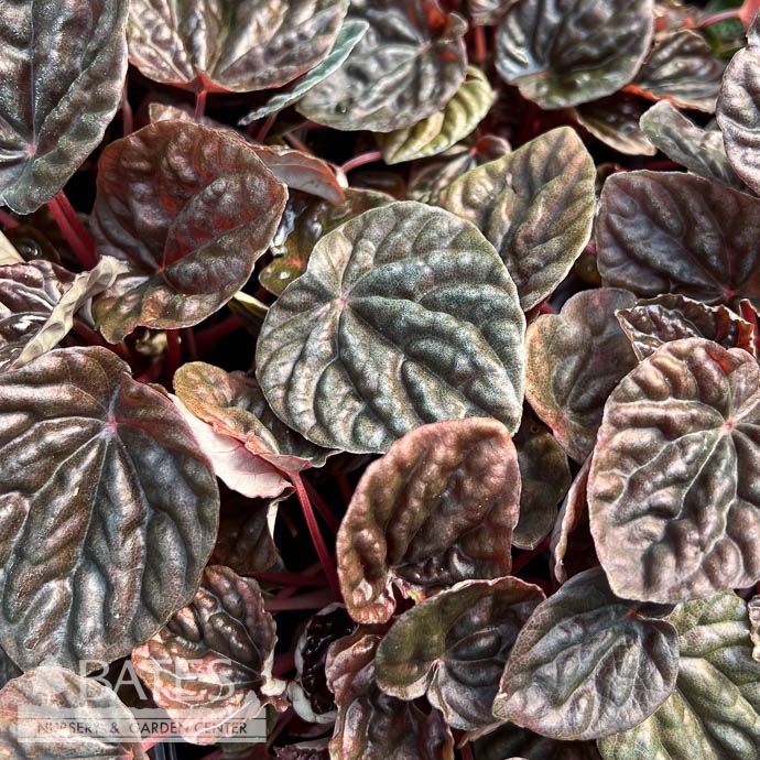 4p! Peperomia Ripple Green /Tropical