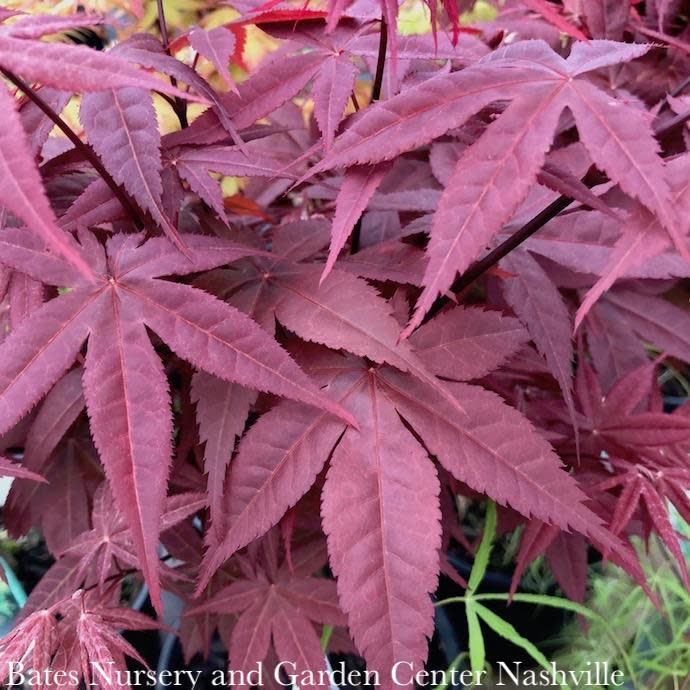 #5 Acer pal Rhode Island Red/ Japanese Maple Red Dwarf
