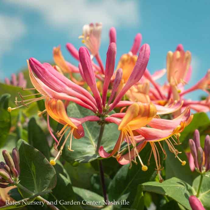 #2 Lonicera x heckrottii Goldflame/ Pink Honeysuckle