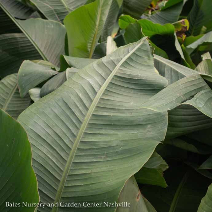 Tropical #2 Banana Musa Basjoo/ Hardy Fiber Banana - No Warranty