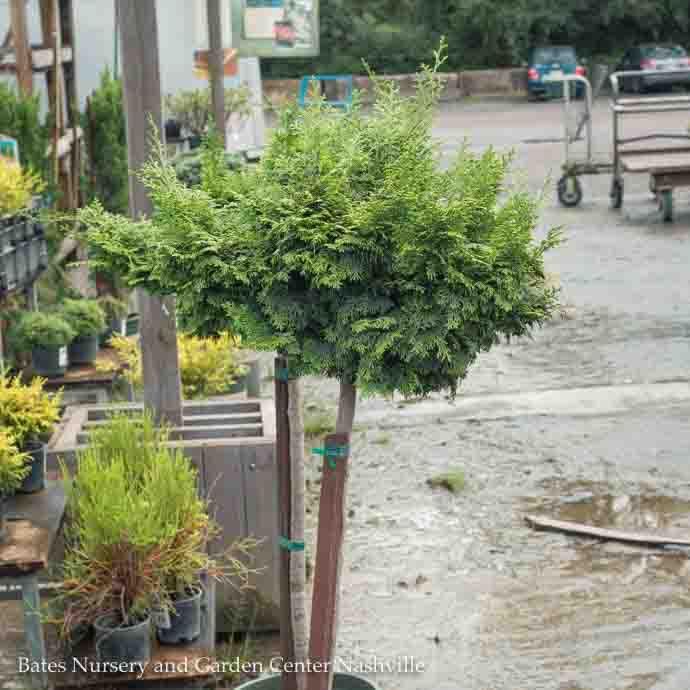 Topiary #5 Chamaecyparis obt  Kosteri/ Koster&#39;s Falsecypress