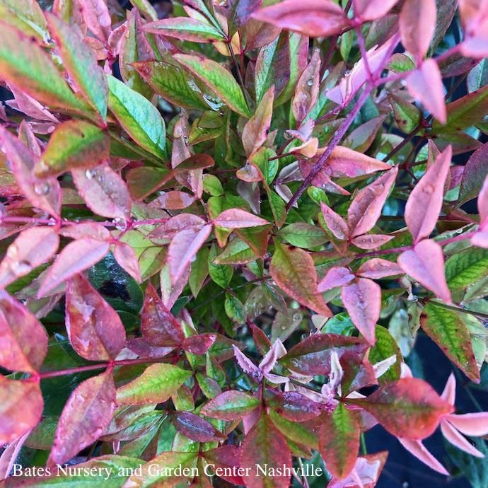 #1 Nandina dom Gulf Stream/ Heavenly Bamboo