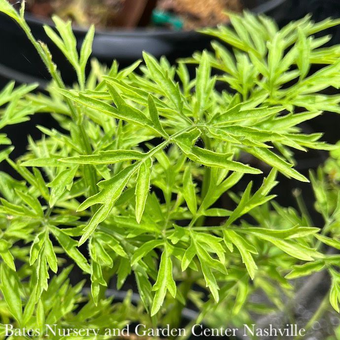 #2 Sambucus nigra Golden Tower/Elderberry Native (TN)