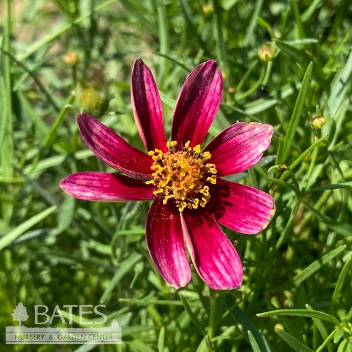 #1 Coreopsis vert Cruzin &#39;Main Street&#39;/ Red Tickseed Native (TN)