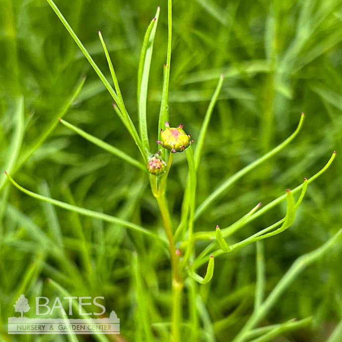 #1 Coreopsis vert Cruzin &#39;Main Street&#39;/ Red Tickseed Native (TN)