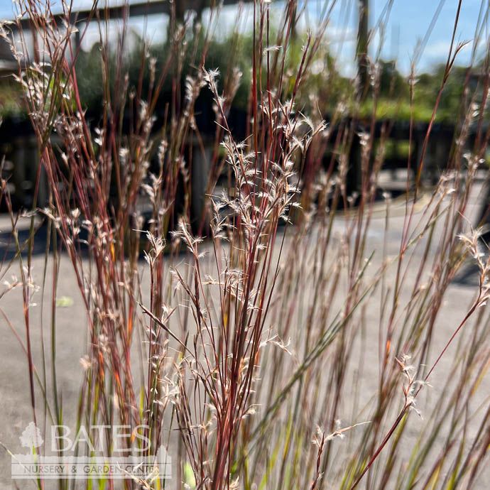 #1 Grass Schizachyrium scoparium/ Little Bluestem Native (TN)