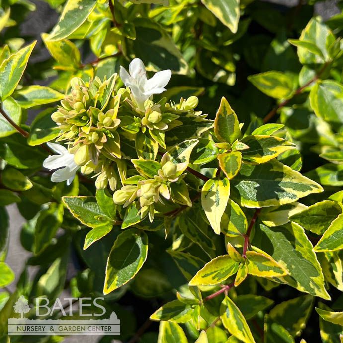 #2 Abelia x grand PW Brilliantina/ Variegated