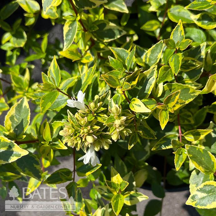 #2 Abelia x grand PW Brilliantina/ Variegated