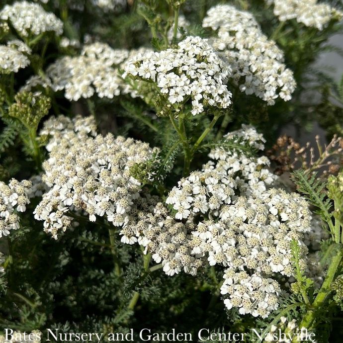 #1 Achillea mill New Vintage White/ Yarrow Native (TN)