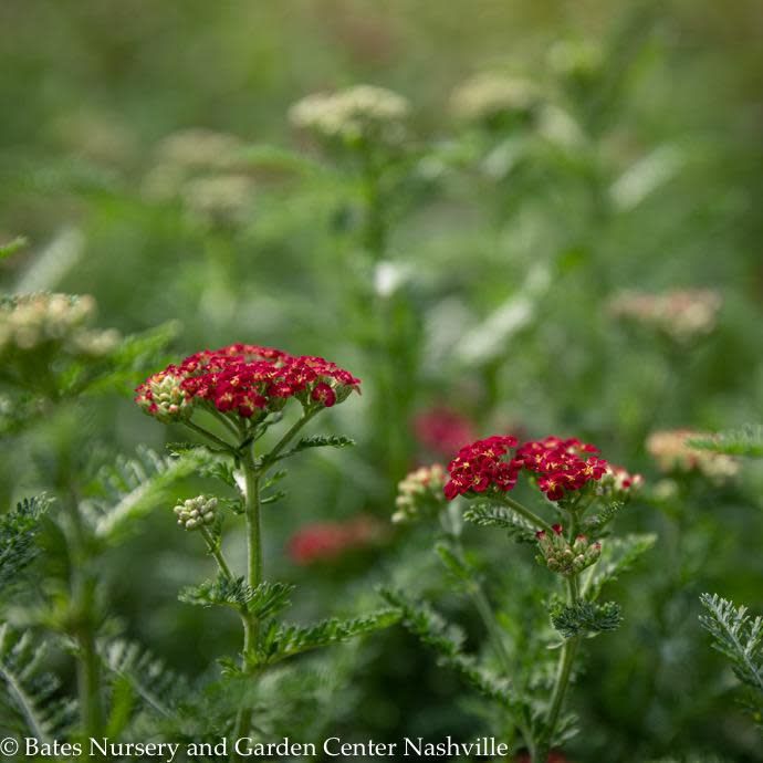 #1 Achillea mill Red Velvet/ Yarrow Native (TN)
