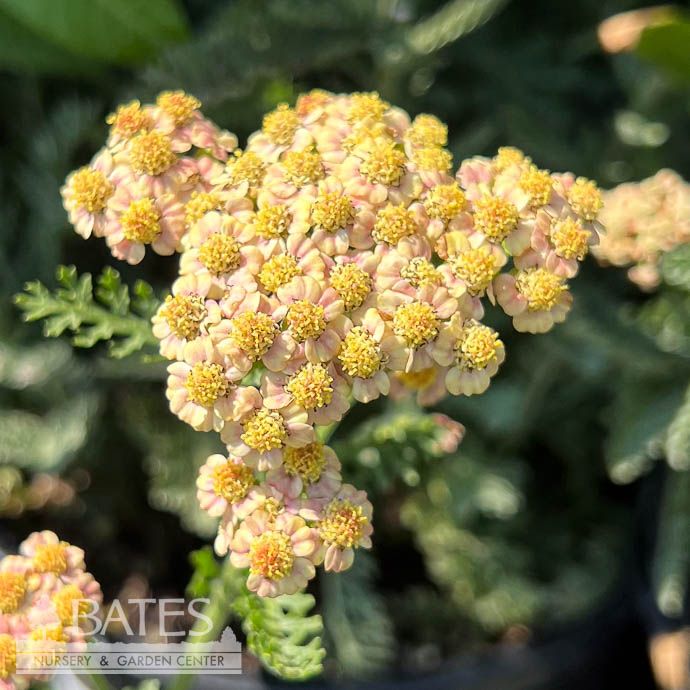 #1 Achillea mill SkySail Fire/ Yarrow Native (TN)