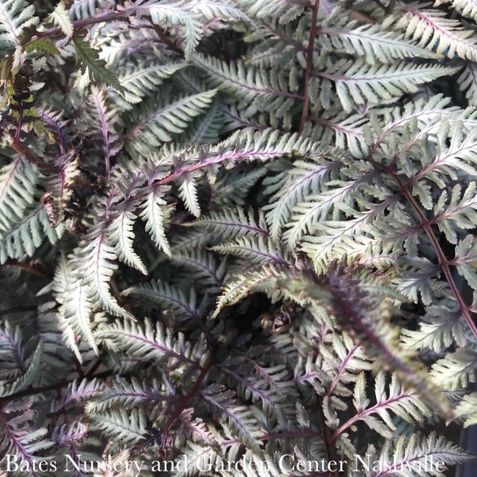 #1 Athyrium niponicum Pictum/ Japanese Painted Fern