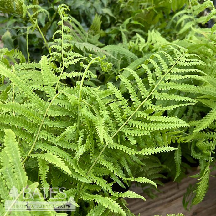 #1 Thelypteris kunthii (normalis)/ Kunth&#39;s Maiden Fern Native (R)