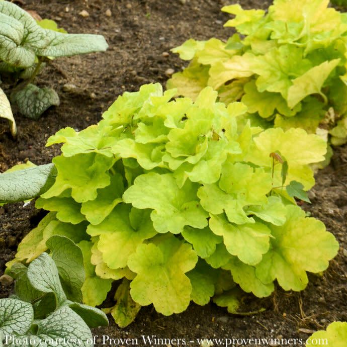 #1 Heuchera x PW Primo &#39;Pistachio Ambrosia&#39;/ Chartreuse Coral Bells