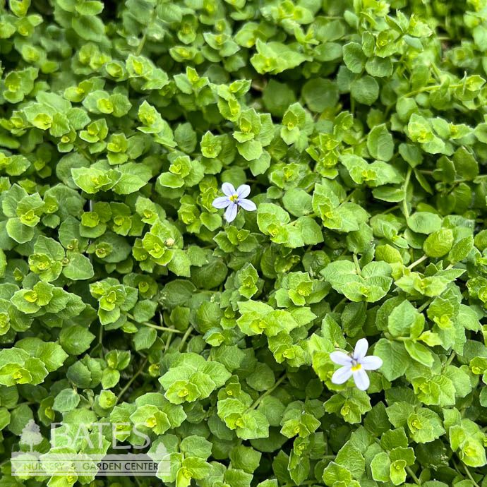 4P Isotoma (Laurentia) fluviatilis/ Blue Star Creeper