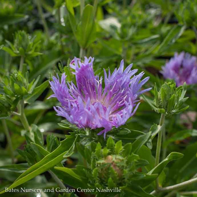 #1 Stokesia laevis Blue Danube/ Stoke&#39;s Aster Native (R)