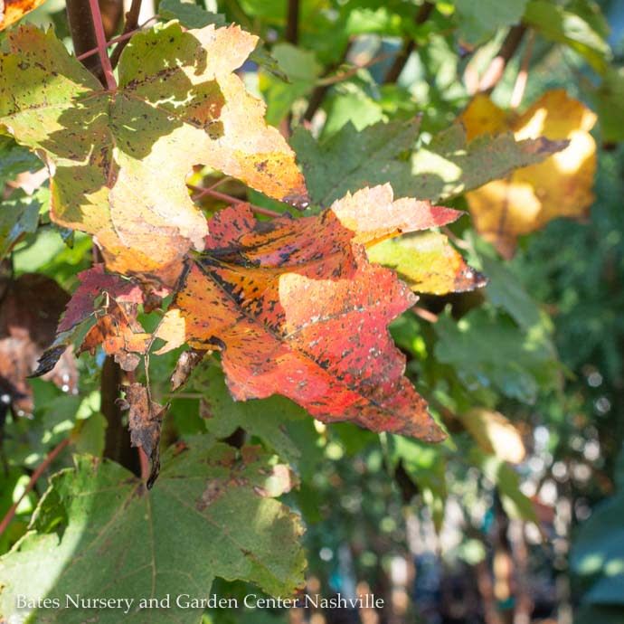 #15 Acer rub Brandywine/ Red Maple Native (TN)
