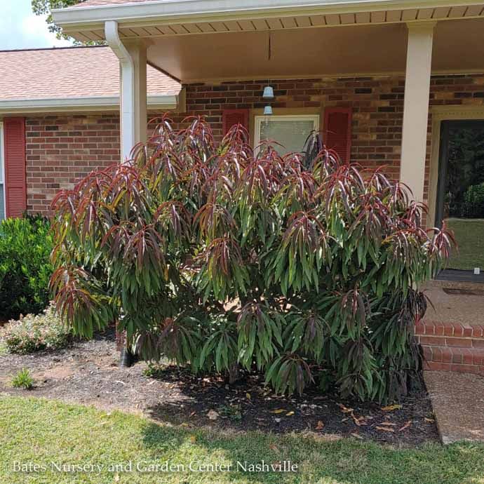 Edible Topiary Patio Tree #7 Prunus persica Bonfire/ Dwarf Peach