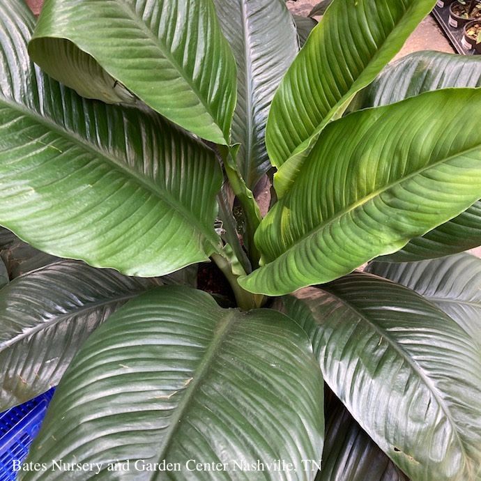 6p! Spathiphyllum Sensation /Peace Lily /Tropical