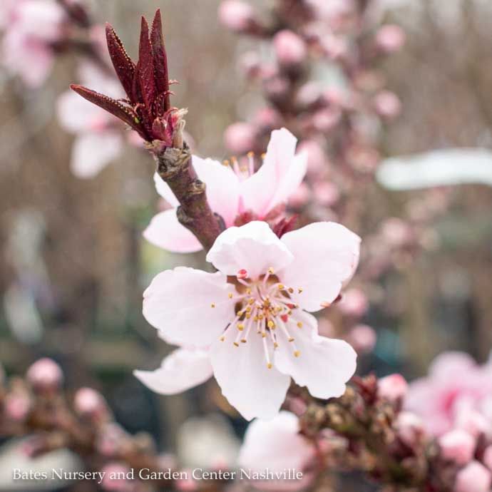 Edible Topiary Patio Tree #7 Prunus persica Bonfire/ Dwarf Peach