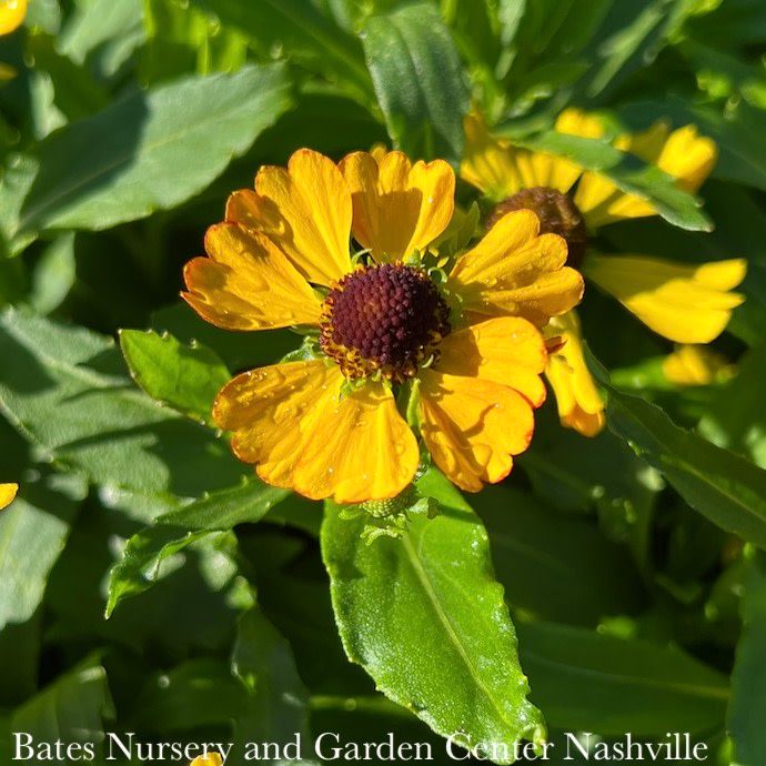 #1 Helenium aut Hayday &#39;Yellow&#39;/ Sneezeweed Native (TN)