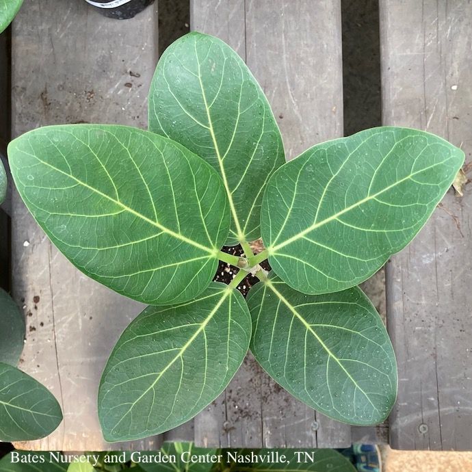 4p! Ficus Audrey Bush /Tropical