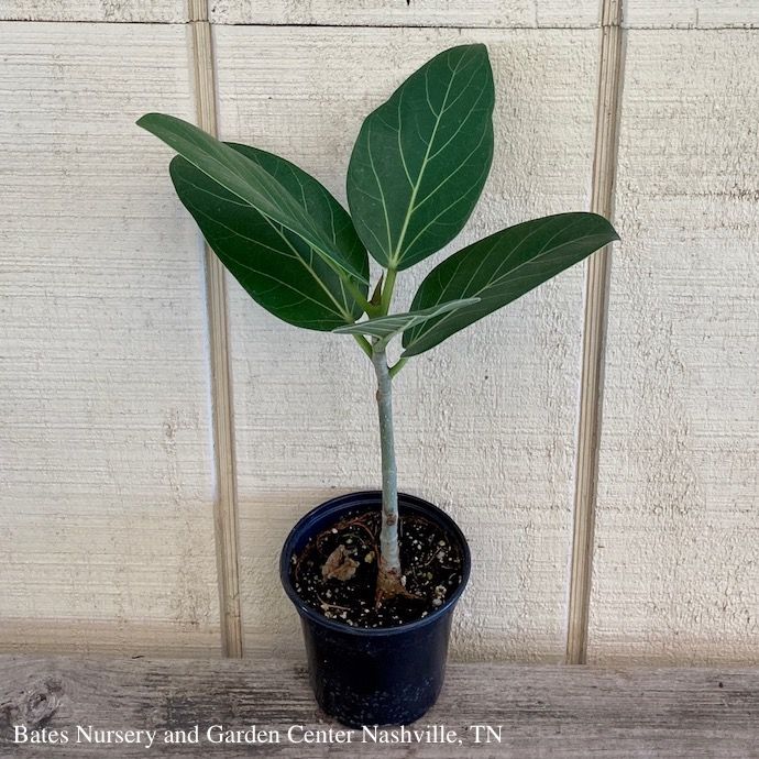 4p! Ficus Audrey Bush /Tropical