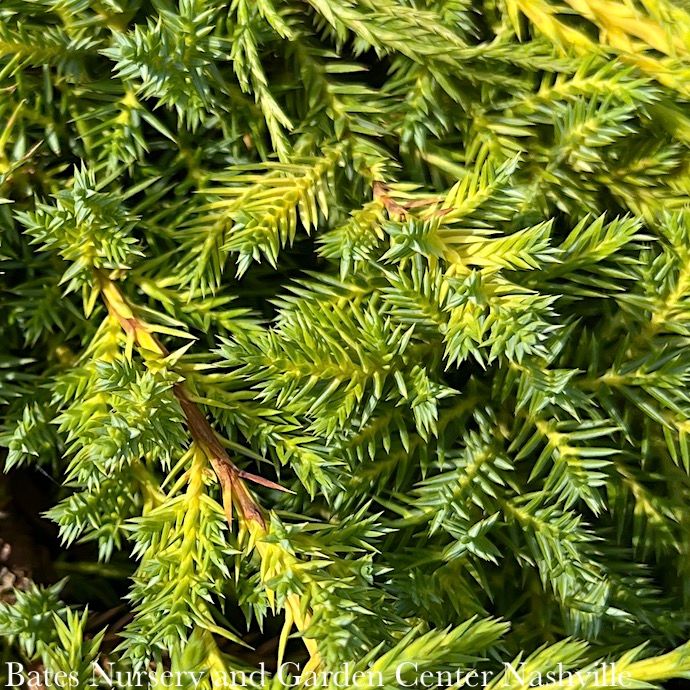 Topiary Patio Tree #5 Juniperus chin Daub&#39;s Frosted/ Chinese Juniper