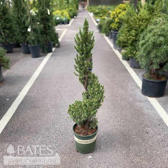 Topiary Spiral #1 Picea glauc Conica/ Dwarf Alberta Spruce - No Warranty