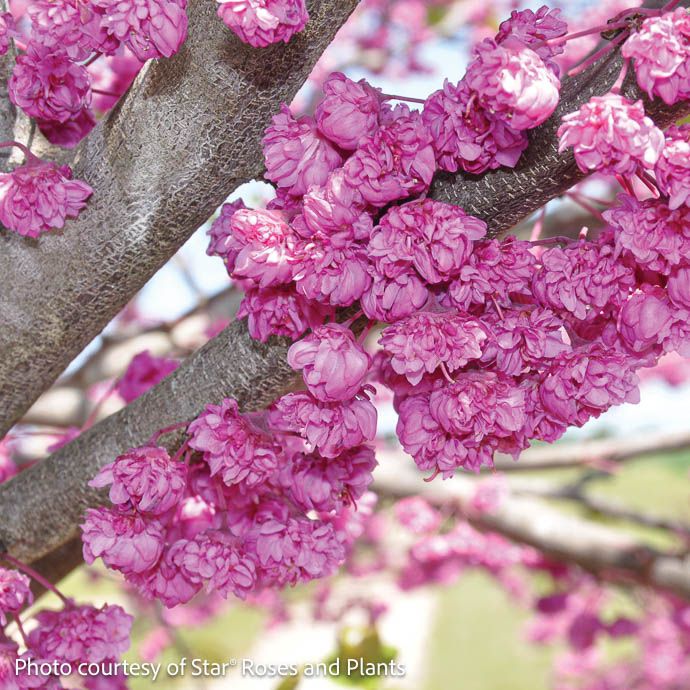 #7 Cercis x Pink Pom Poms/ Pink Double Flowered Redbud
