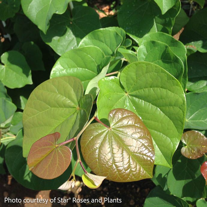 #7 Cercis x Pink Pom Poms/ Pink Double Flowered Redbud