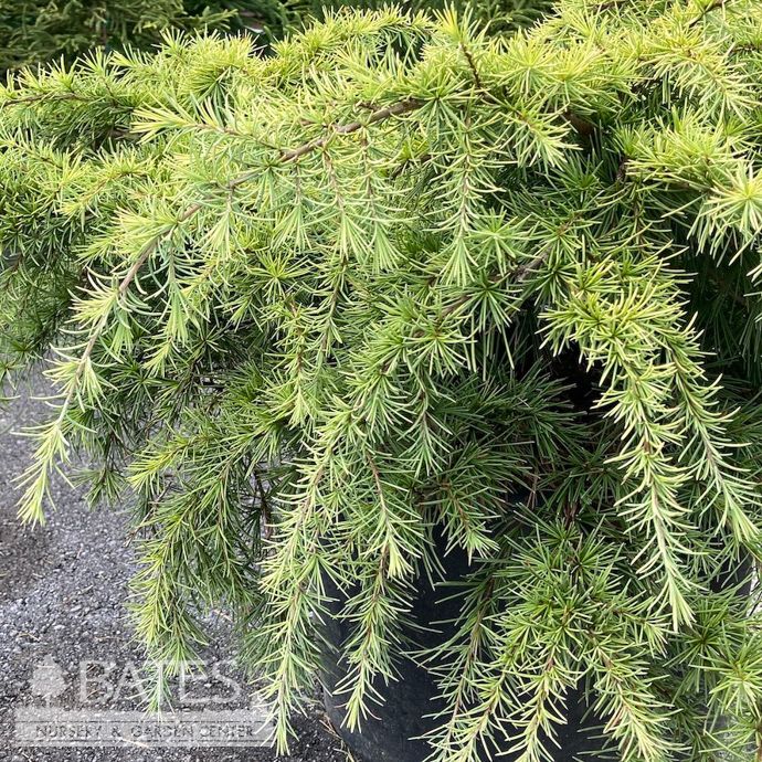 #6 Cedrus deo Gold Cascade/ Deodar Cedar