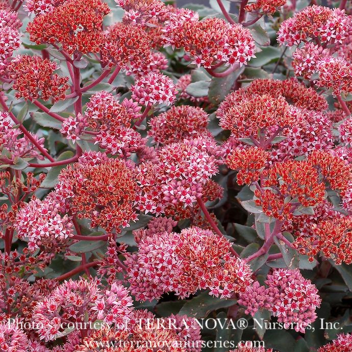 #1 Sedum x Evolution &#39;Emerald Ice&#39;/ Stonecrop