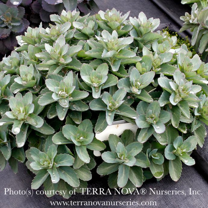 #1 Sedum x Evolution &#39;Emerald Ice&#39;/ Stonecrop