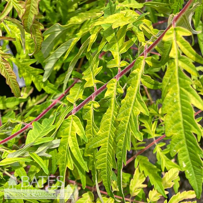 #3 Rhus typhina Tiger Eyes/ Cutleaf Staghorn Sumac Native (TN)
